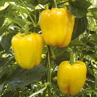 Pepper (Sweet) Chelsea F1 Grafted Plants