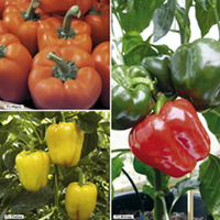 Pepper Sweet Grafted Plants - Collection