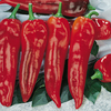 Pepper (Sweet) Grafted Plants - Thor