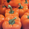 Pepper (Sweet) Magno F1 Grafted Plants
