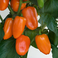 Pepper Sweet Mini Plant Collection