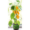 Pepper Sweet Plant - F1 Pillar Yellow