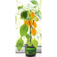 Pepper Sweet Plant - F1 Pillar Yellow