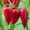 Pepper (Sweet) Plants - Curry