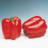Pepper Sweet Plants - F1 Denver
