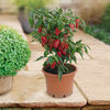 Pepper Sweet Plants - Mini Collection