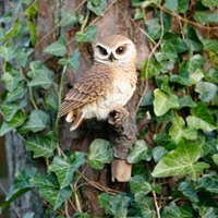 Perching Owl