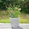 Perennial 5Ltr Lucky Dip Plant