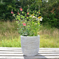 Perennial 5Ltr Lucky Dip Plant