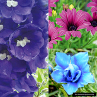 Perennial Blue & Purple Plants - Collection