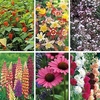 Perennial Collection - Bare Roots