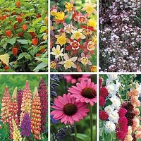 Perennial Collection - Bare Roots