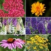 Perennial Collection