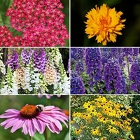 Perennial Collection