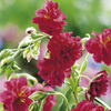 Perennial Early Flowering Plants - Collection