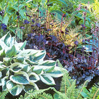 Perennial Ground Cover Plants Collection - LUCKY DIP
