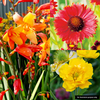 Perennial Hot Shades Plants - Collection