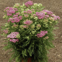 Perennial Plants - Back of Border Collection