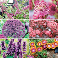 Perennial Plants - Butterflies & Bees Collection