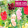 Perennial Plants - Chic Cottage Garden Collection