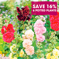 Perennial Plants - Chic Cottage Garden Collection