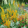 Perennial Plants - Collection