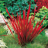 Perennial Plants - Colour Blast Collection