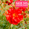 Perennial Plants - Colour Bomb Collection