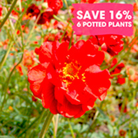 Perennial Plants - Colour Bomb Collection
