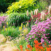Perennial Plants - Complete Garden Collection