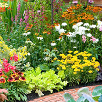 Perennial Plants - Cottage Garden Collection