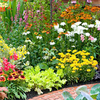 Perennial Plants - Cottage Garden Collection