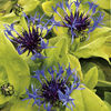 Perennial Plants - Front of Border Collection