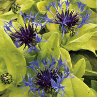 Perennial Plants - Front of Border Collection