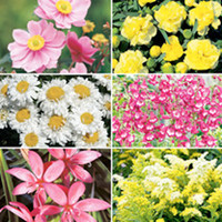 Perennial Plants - Late Summer Collection