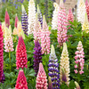 Perennial Plants - LUCKY DIP