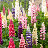 Perennial Plants - LUCKY DIP