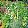 Perennial Plants - Lucky Dip Collection