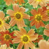 Perennial Plants - Middle of Border Collection