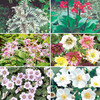 Perennial Plants - Shade Collection