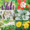 Perennial Plants - Spring Collection