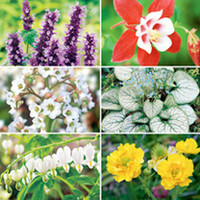 Perennial Plants - Spring Collection