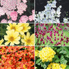 Perennial Plants - Summer Collection