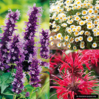 Perennial Scented Plants - Collection
