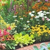 Perennial Value Plug Lucky Dip