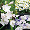 Perennial White/Bicolour Plants - Collection