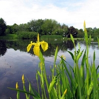 Perfect By Ponds Mix Seeds