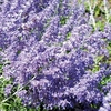 Perovski Plant - Little Spire