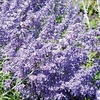 Perovski Plant - Little Spire