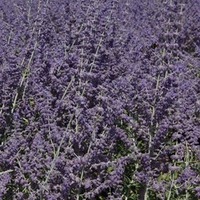 Perovskia atriplicifolia Plant - Silvery Blue